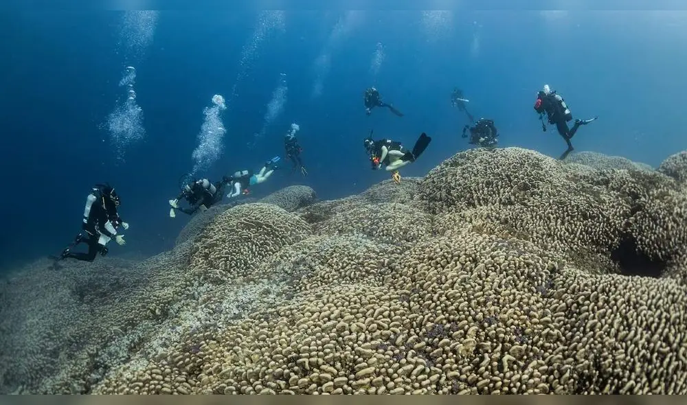 Gran parte de la supervivencia humana depende de la arrecifes. Por ello, científicos destacan la importancia de preservar estas estructuras. Gran parte de la supervivencia humana depende de la arrecifes. Por ello, científicos destacan la importancia de preservar estas estructuras.