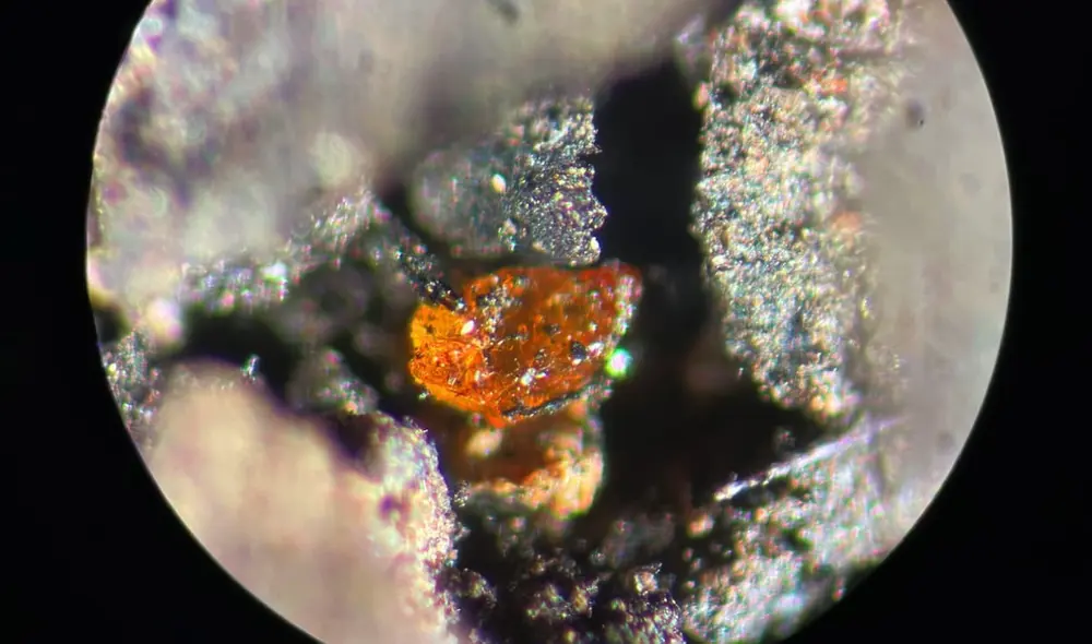 El fragmento de ámbar encontrado en la Antártida ha sido estudiado con microscopios especiales. Foto: Johann P. Klages