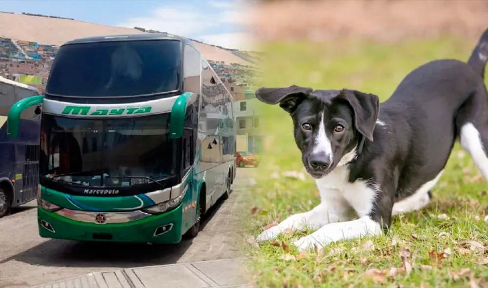 Solo hay una empresa de bus interprovincial en el Perú que permite el viaje de mascotas. Foto: composición/LR/Andina
