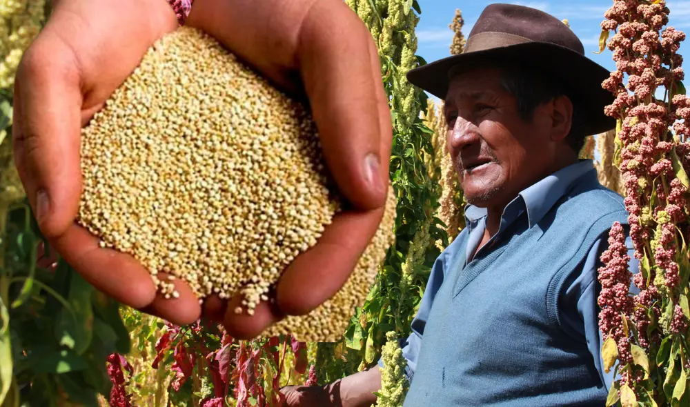 Quinua es una planta andina que se originó en los alrededores del lago Titicaca. Foto: Composición LR/Difusión/Andina