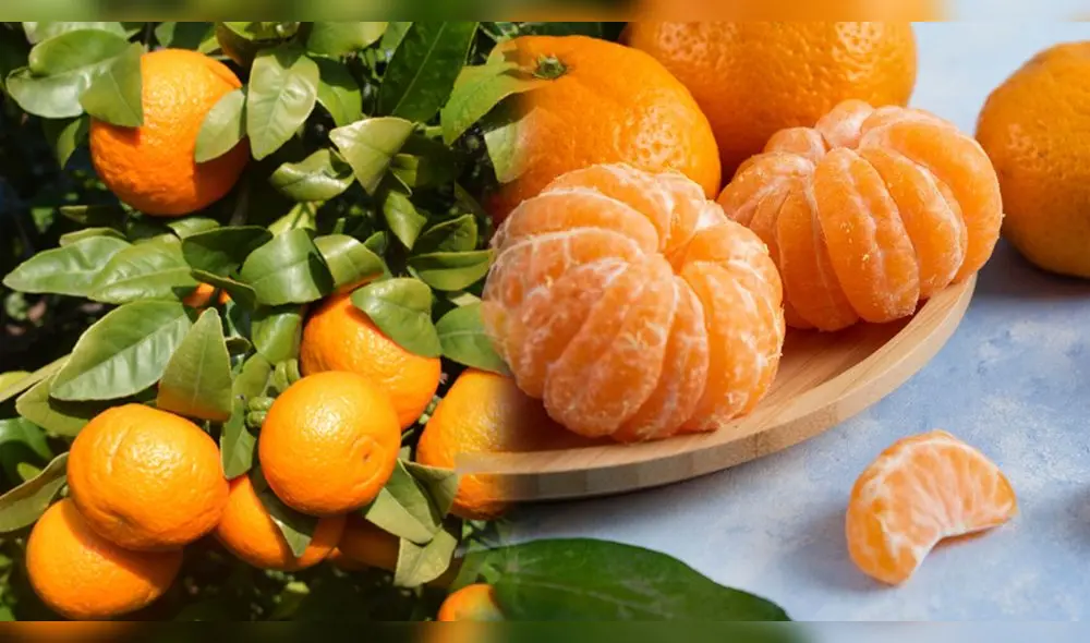 Vietnam publicará los requisitos fitosanitarios para exportar mandarinas peruanas, y Senasa gestionará la lista de productores autorizados. Vietnam publicará los requisitos fitosanitarios para exportar mandarinas peruanas, y Senasa gestionará la lista de productores autorizados.