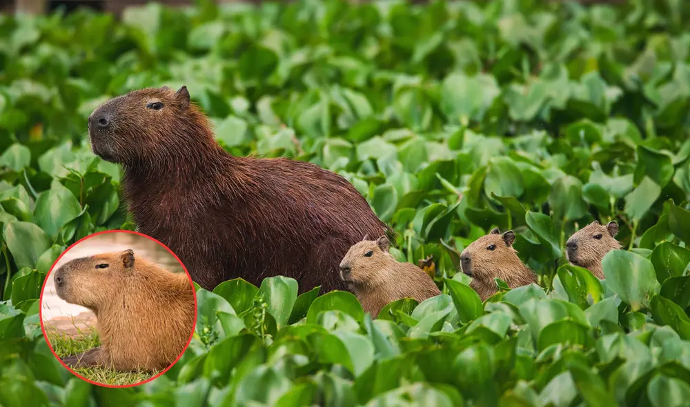 Los capibaras se han convertido en un fenómeno de tendencia en internet. Foto: composición LR/Wikipedia/ W Radio
