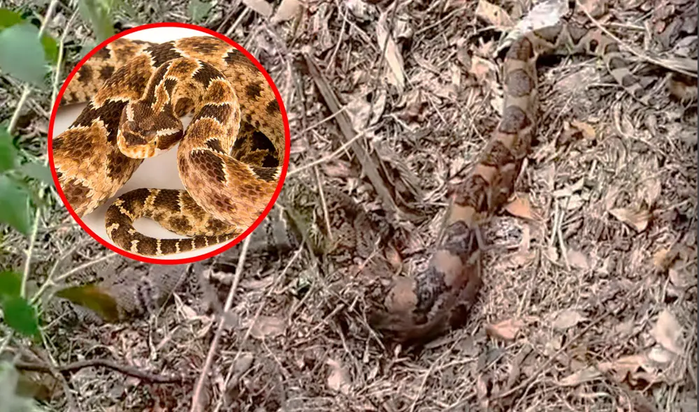 Los animales, en su búsqueda de agua y refugio, han comenzado a desplazarse hacia zonas habitadas. Foto: composición LR/National Geographic/Jaén Noticias
