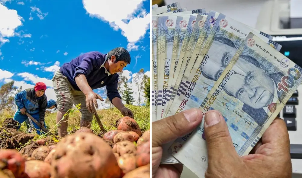 El Ministerio de Desarrollo Agrario y Riego ofrece subsidio para la campaña 2024-2025. Fotos: Andina