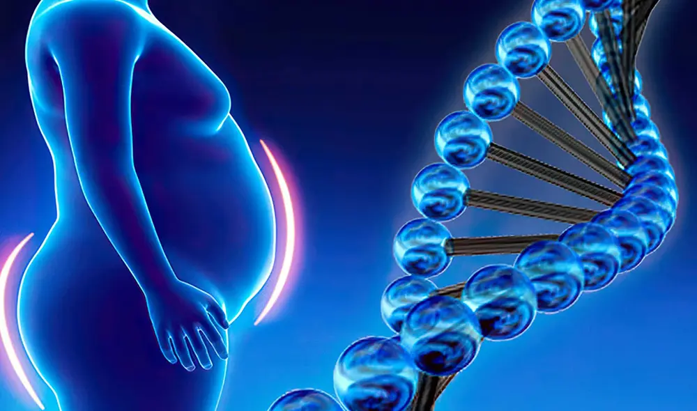 Las células grasas conservan marcadores epigenéticos adquiridos durante la obesidad, lo que perpetúa el efecto "yo-yo" incluso después de perder peso. Foto: La Razón