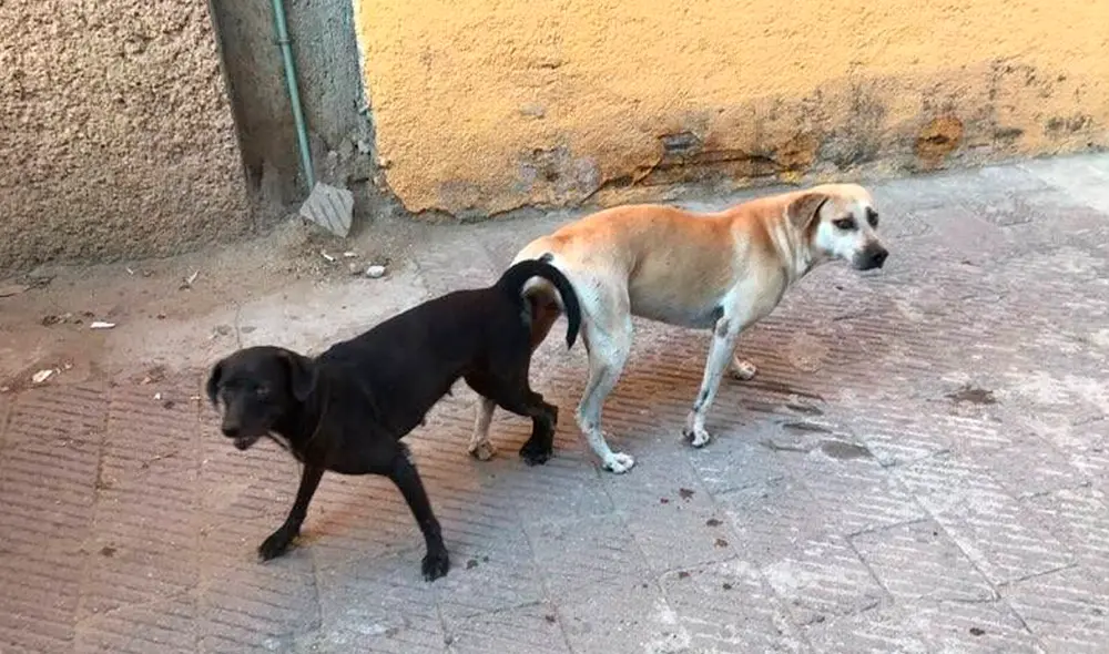 La esterilización en perros no es efectiva de inmediato. Foto: difusión