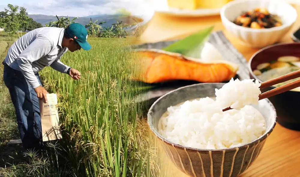 El arroz es un pilar fundamental en la dieta de muchas naciones, y su consumo sigue en aumento en diversas partes del mundo. Foto: composición LR/SENASA/Shutterstock El arroz es un pilar fundamental en la dieta de muchas naciones, y su consumo sigue en aumento en diversas partes del mundo. Foto: composición LR/SENASA/Shutterstock