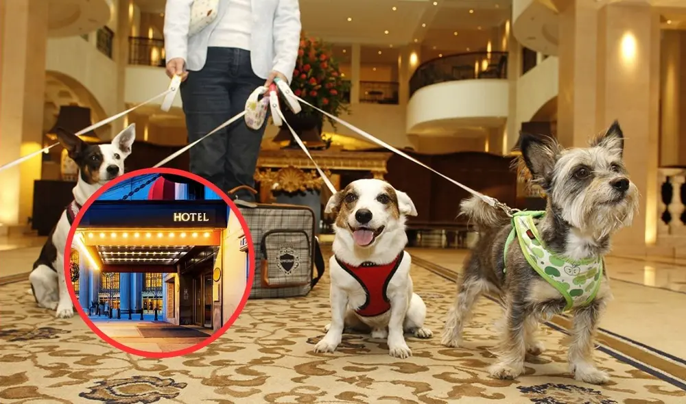 Existen opciones perfectas de hospedajes para visitar con tus animales favoritos. Foto: Composición LR / Google.