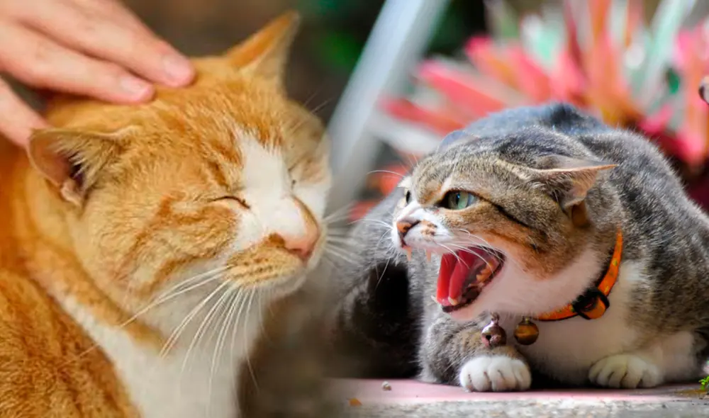 ¿Los gatos son capaces de detectar si una persona es "mala"? Veterinario lo explica: "Es un animal tremendamente observador". Foto: composición LR / Mivet / Tiendanimal ¿Los gatos son capaces de detectar si una persona es "mala"? Veterinario lo explica: "Es un animal tremendamente observador". Foto: composición LR / Mivet / Tiendanimal