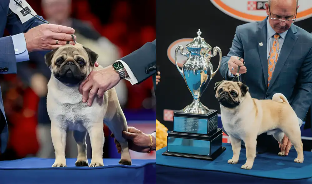 The 2024 National Dog Show crowned Vito the Pug as Best in Show, triumphing over around 1,940 other dogs from 205 different breeds and varieties. Foto: composición LR/NBC News