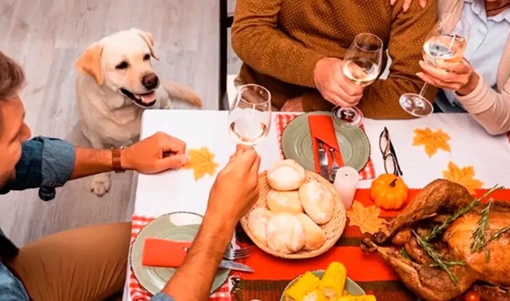 La Dra. Aya Alt, veterinaria de Colorado, revela qué alimentos del Día de Acción de Gracias son seguros para los perros y ayuda a evitar posibles riesgos de toxicidad. Foto: composición LR/AFP. La Dra. Aya Alt, veterinaria de Colorado, revela qué alimentos del Día de Acción de Gracias son seguros para los perros y ayuda a evitar posibles riesgos de toxicidad. Foto: composición LR/AFP.