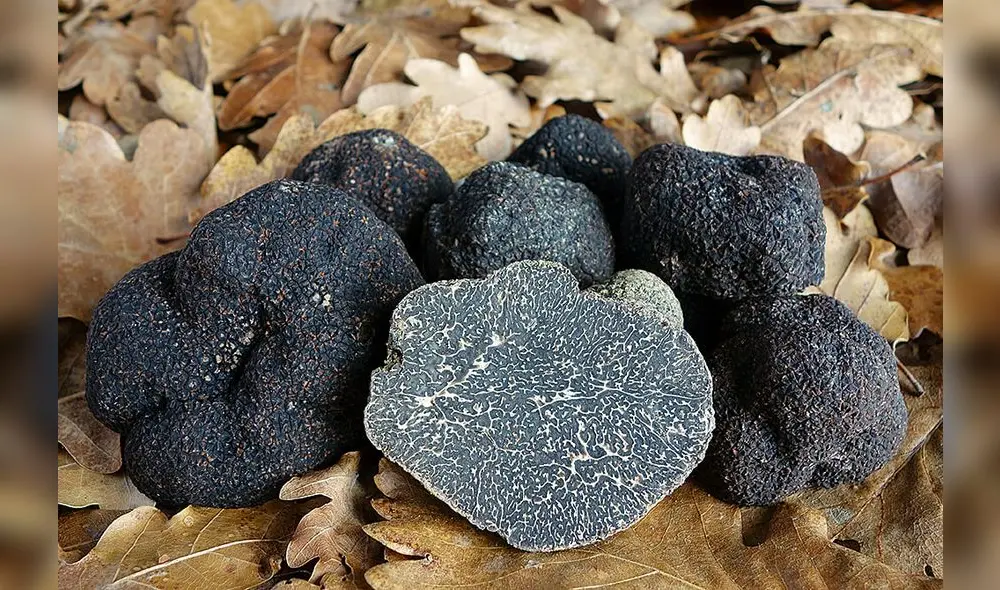 Este hongo crece bajo tierra junto a las raíces de árboles mediterráneos del género Quercus, Foto: Trufat.
