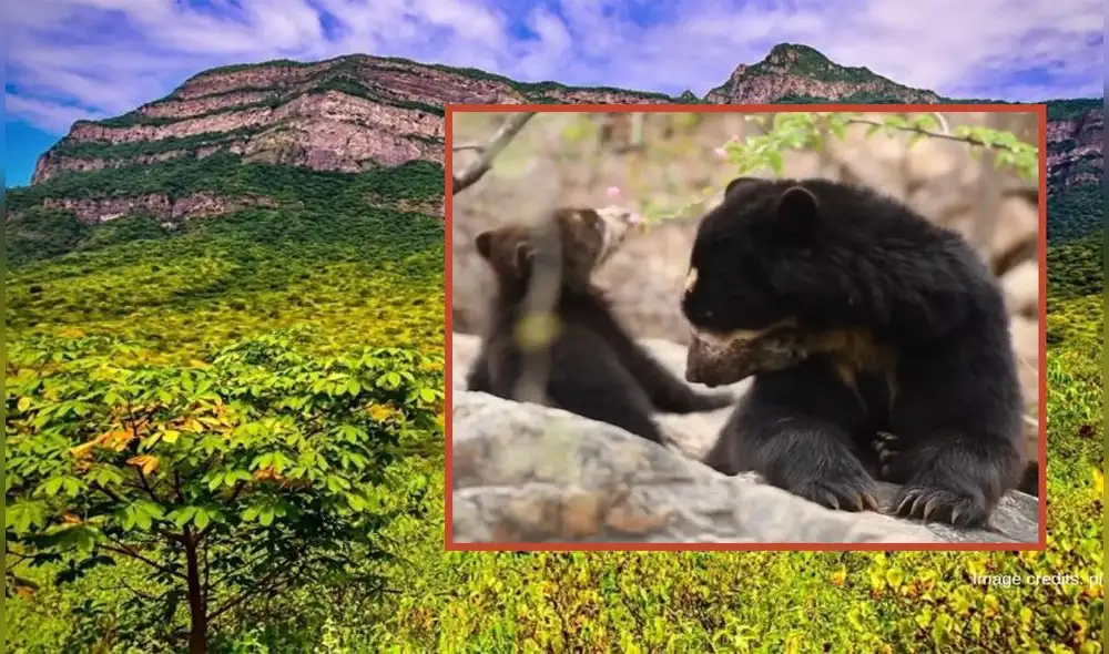 La osa Lola y su osezno en su momento más tierno en Reserva de Chaparrí en Chiclayo. Foto: composición LR/Andina