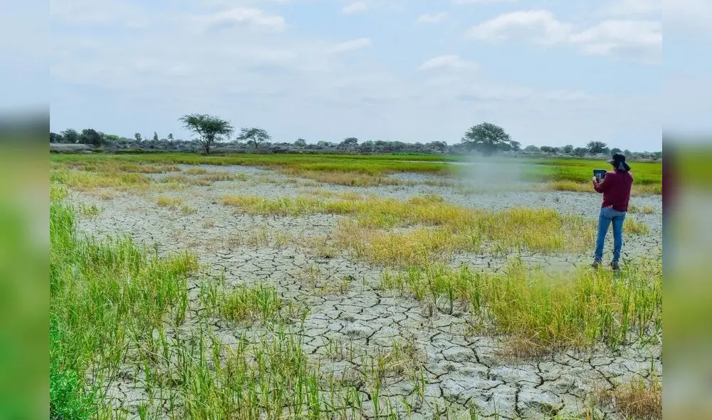 Gran parte de los cultivos de arroz se ha perdido. El impacto de la sequía en el terreno salta a la vista. Foto: Almendra Ruesta/La República