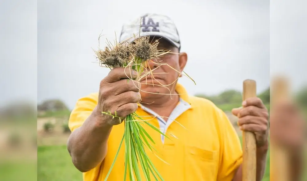 Muchos agricultores se endeudaron con cajas y bancos para sus cultivos y casi lo han perdido todo. Foto: Almendra Ruesta/La República