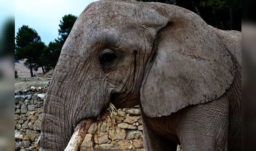 El elefante africano es el mamífero terrestre más grande de la actualidad. Foto: Elena Bernaola El elefante africano es el mamífero terrestre más grande de la actualidad. Foto: Elena Bernaola