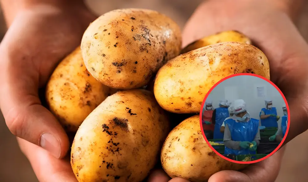 Al mes exportan entre 200 a 250 toneladas. Foto: composición LR/AgroPerú/Latina
