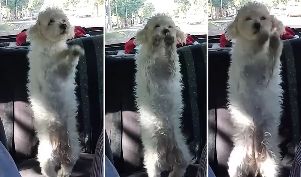 “Los papás muy orgullosos”, reaccionaron usuarios. Foto: composición LR/ TikTok