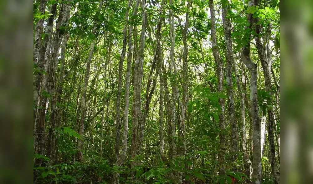 Los pueblos indígenas de la época precolombina usaban el pau brasil para fabricar arcos de caza y guerra. Foto: National Geographic.