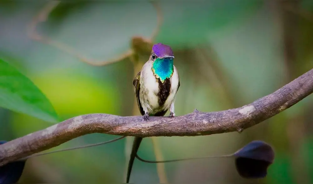 El colibrí es el más pequeño de los animales en el mundo con columna vertebral. Foto: Peru Travel. El colibrí es el más pequeño de los animales en el mundo con columna vertebral. Foto: Peru Travel.