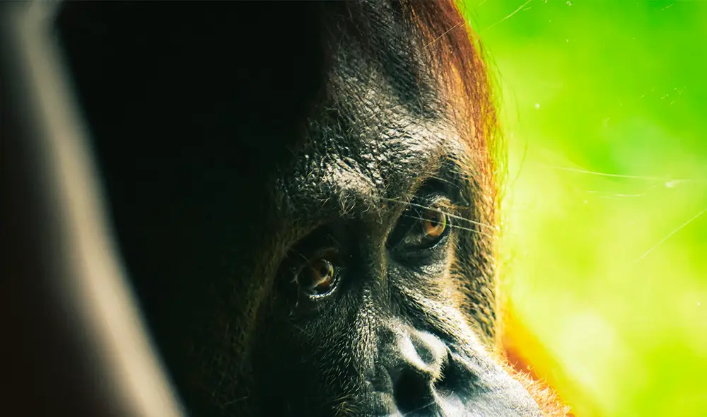 La capacidad cognitiva de esta especie sugiere que podrían tener el potencial para desarrollar un lenguaje complejo. Foto: Pexels La capacidad cognitiva de esta especie sugiere que podrían tener el potencial para desarrollar un lenguaje complejo. Foto: Pexels