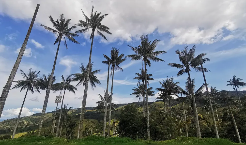 Las palmas de cera se identifican por la capa de cera blanquecina que recubre su tronco, una característica que las diferencia de otros tipos de palmas. Foto: Instituto Humboldt. Las palmas de cera se identifican por la capa de cera blanquecina que recubre su tronco, una característica que las diferencia de otros tipos de palmas. Foto: Instituto Humboldt.