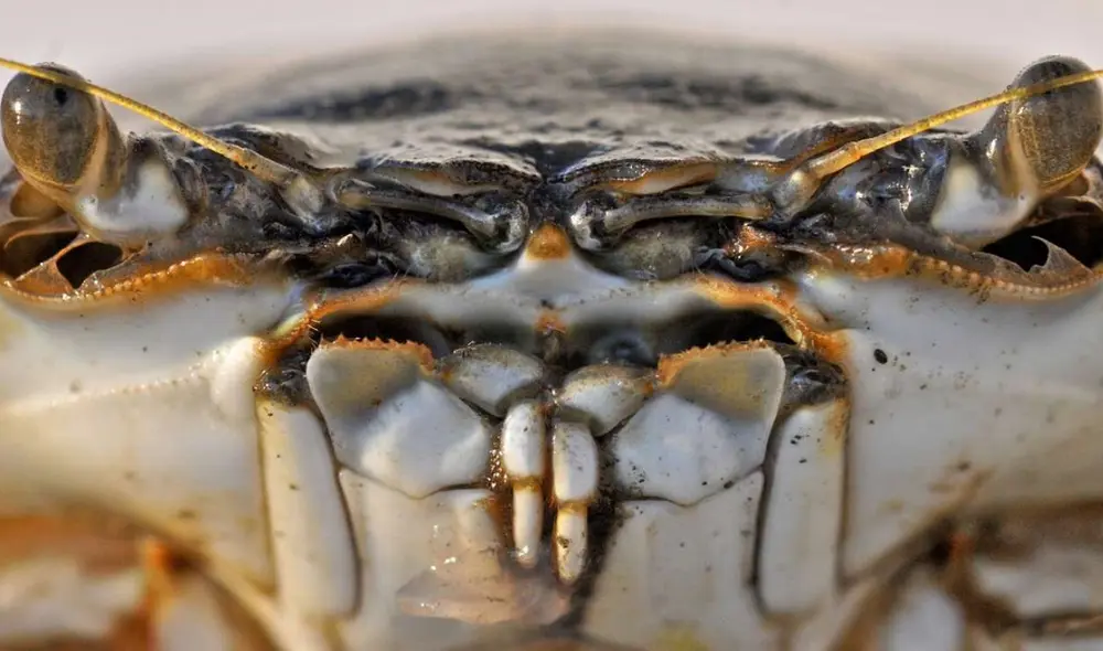 Los científicos estiman que otras especies parecidas tendrían reacciones similares por el parecido de sus estructuras. Foto: CBlakephoto