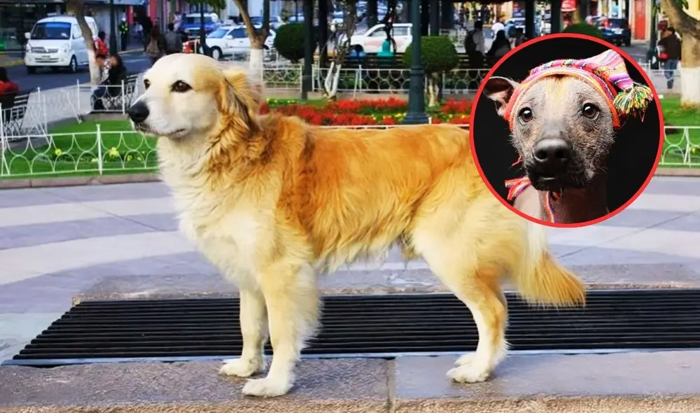 El perro chiribaya fue determinante en la historia ganadera prehispánica del Perú. Foto. Composición LR / Facebook / Google. El perro chiribaya fue determinante en la historia ganadera prehispánica del Perú. Foto. Composición LR / Facebook / Google.