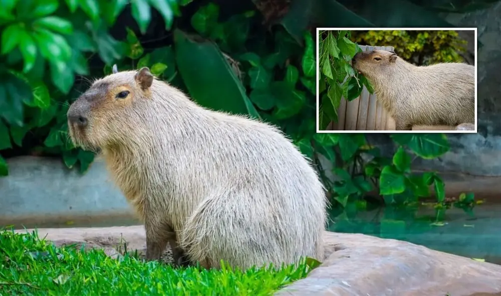 Wilson, el capibara, se ha convertido en la nueva atracción del Parque de las Leyendas en San Miguel. Foto: Parque de las Leyendas.
