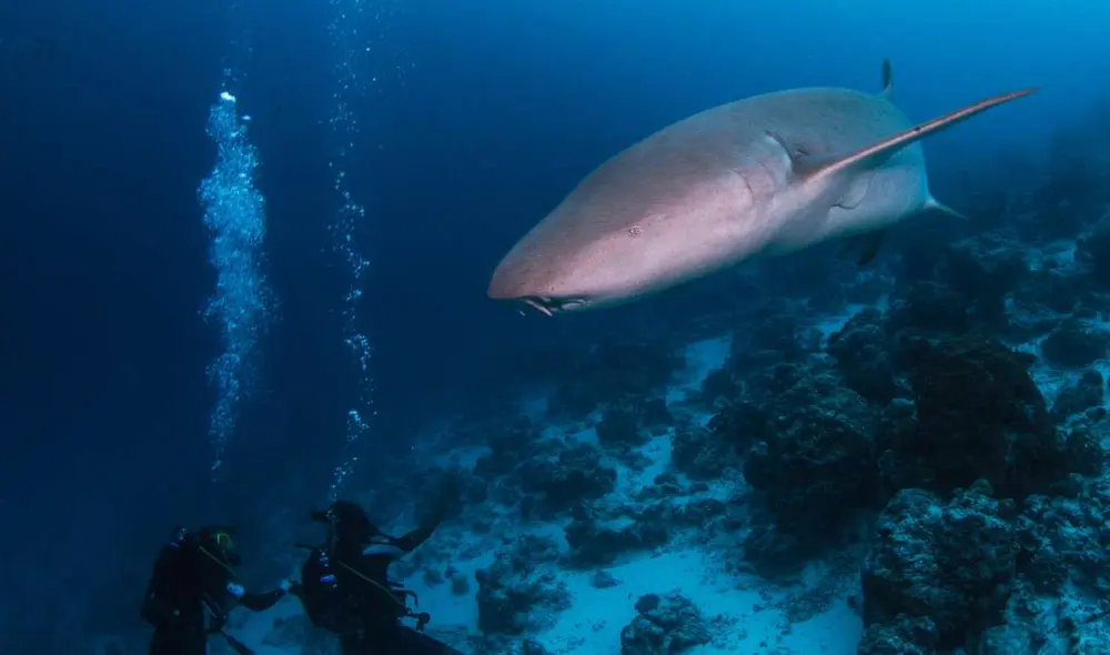 Los científicos analizaron registros de tiburones, rayas y quimeras. Foto: Tchami / Flickr