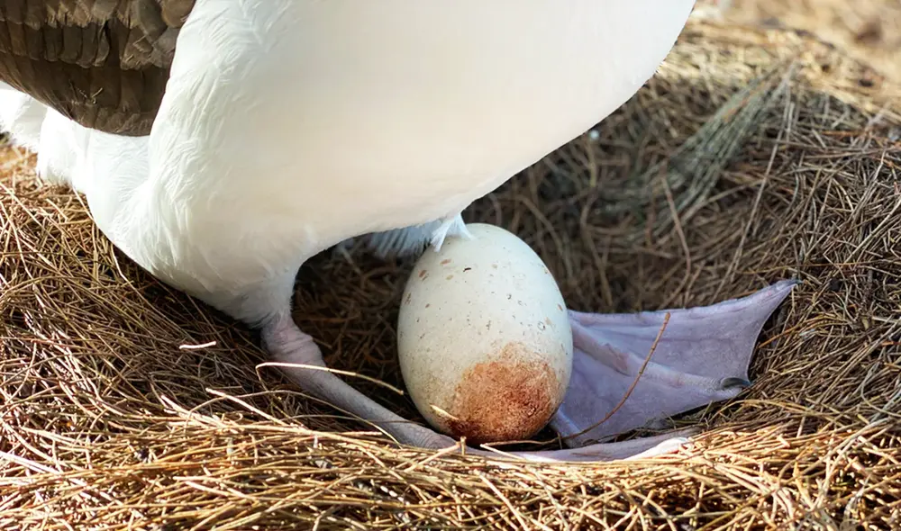 Una albatros de Laysan regresa al atolón Midway para poner un huevo tras cuatro años. Foto: Real Noni Una albatros de Laysan regresa al atolón Midway para poner un huevo tras cuatro años. Foto: Real Noni