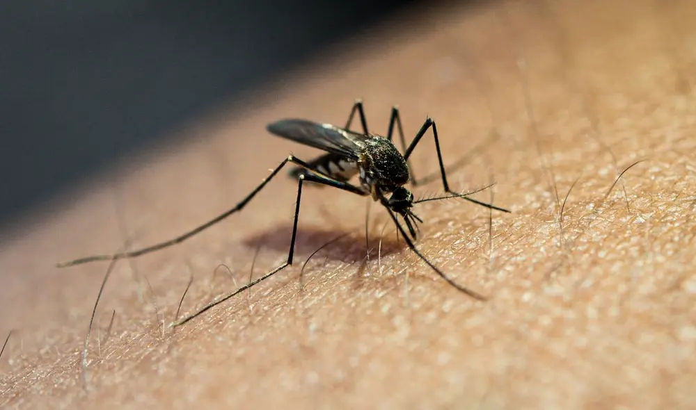 La tendencia al alza en los casos de dengue se mantiene desde 2021. Foto: CMH.