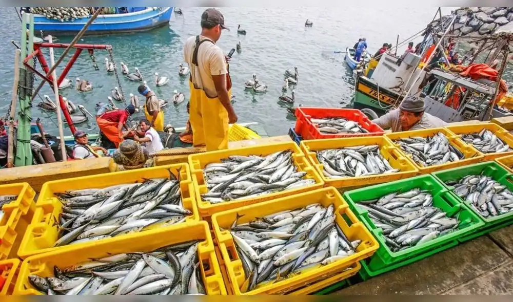 El retraso considerable de la publicación del Reglamento de la Ley 31749 por parte de PRODUCE, afecta particularmente a los pescadores artesanales.