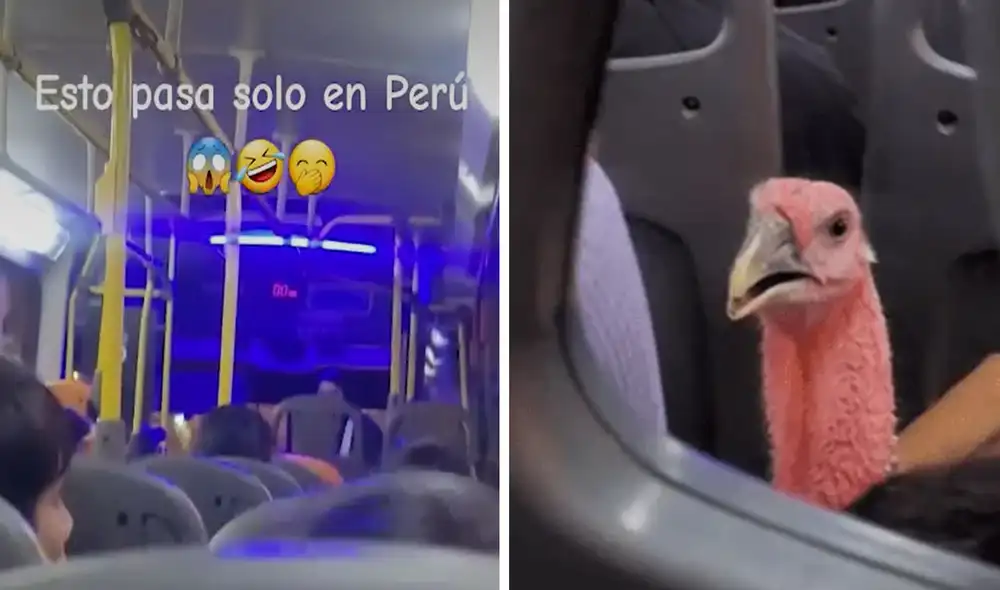 “Así es mi querido Perú", reaccionaron usuarios. Foto: composición LR/ TikTok “Así es mi querido Perú", reaccionaron usuarios. Foto: composición LR/ TikTok