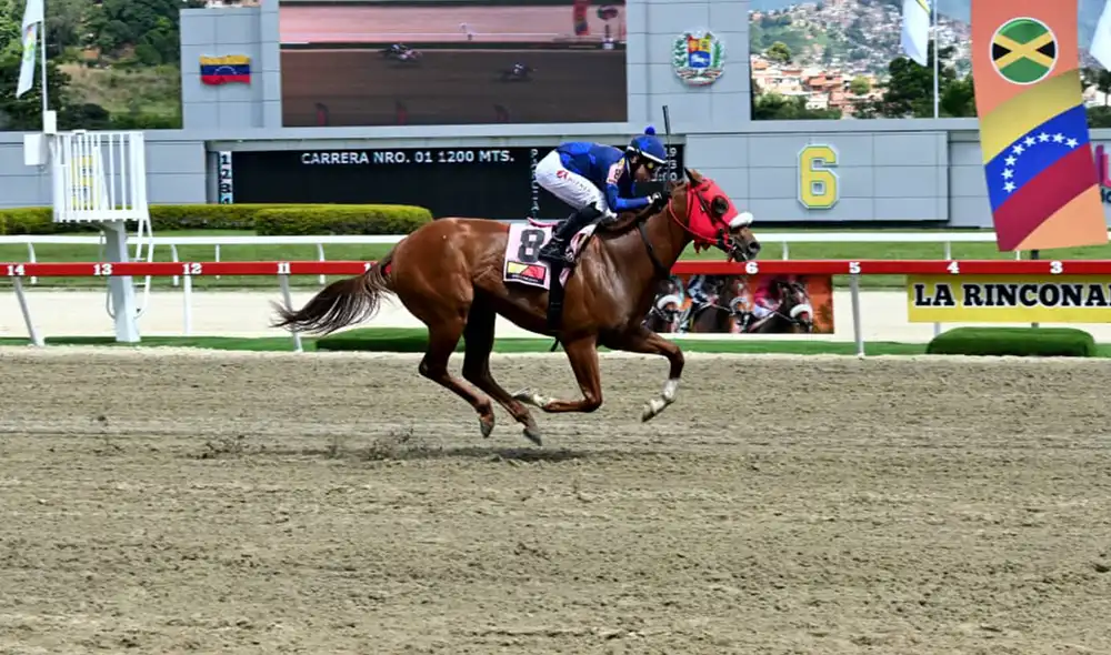 Se corrió la Serie Hípica del Caribe 2024 en La Rinconada. El Clásico del Caribe tuvo nuevo ganador. Foto: INH