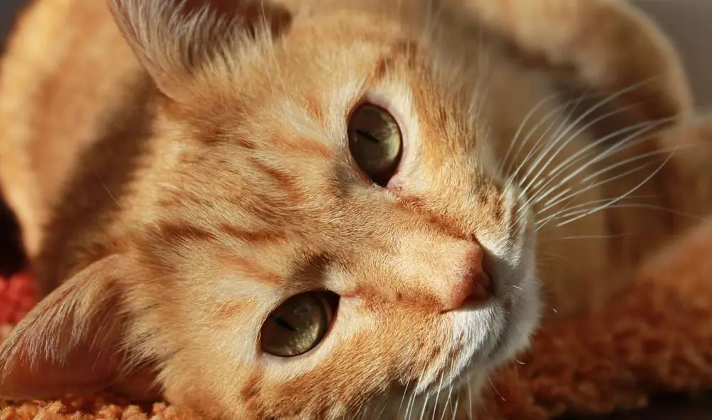 La mayoría de gatos naranja suelen ser machos. Foto: Pixabay La mayoría de gatos naranja suelen ser machos. Foto: Pixabay