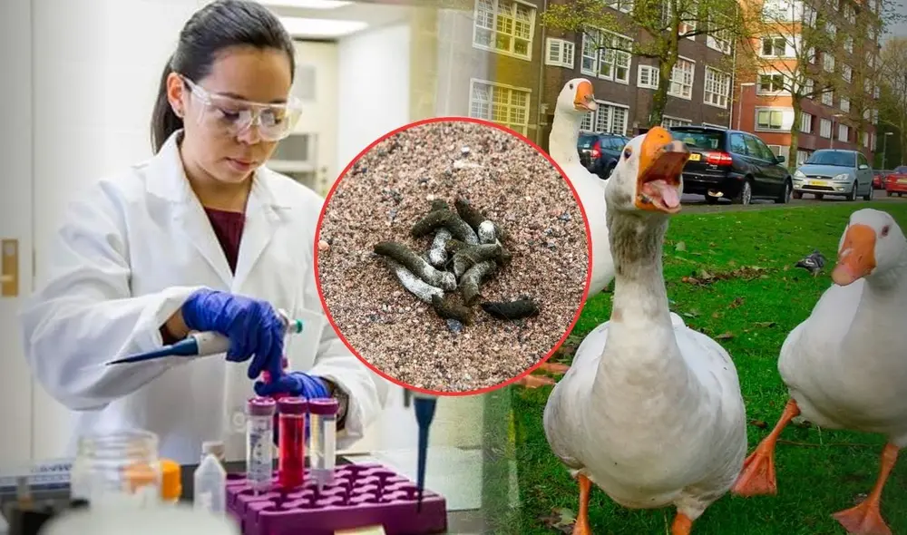 Estudiante de secundaria descubre por casualidad en heces de ganso compuesto anticancerígeno: ralentiza el avance de tumores. Foto: Xataka / University of Illinois / 123rf