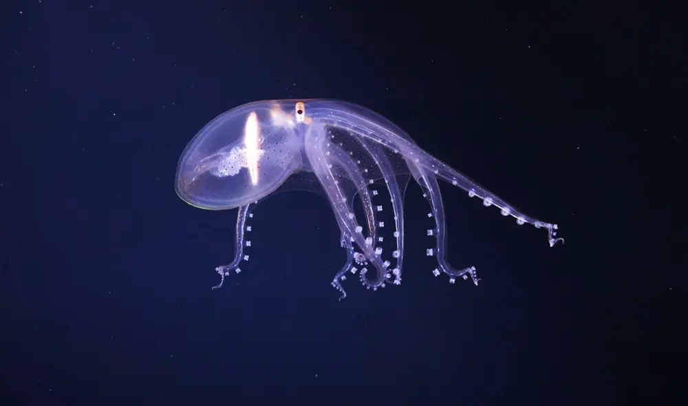 Científicos encontró un ecosistema único bajo el lecho del Océano Pacífico, habitado por organismos gigantes. Foto: Schmidt Ocean Institute