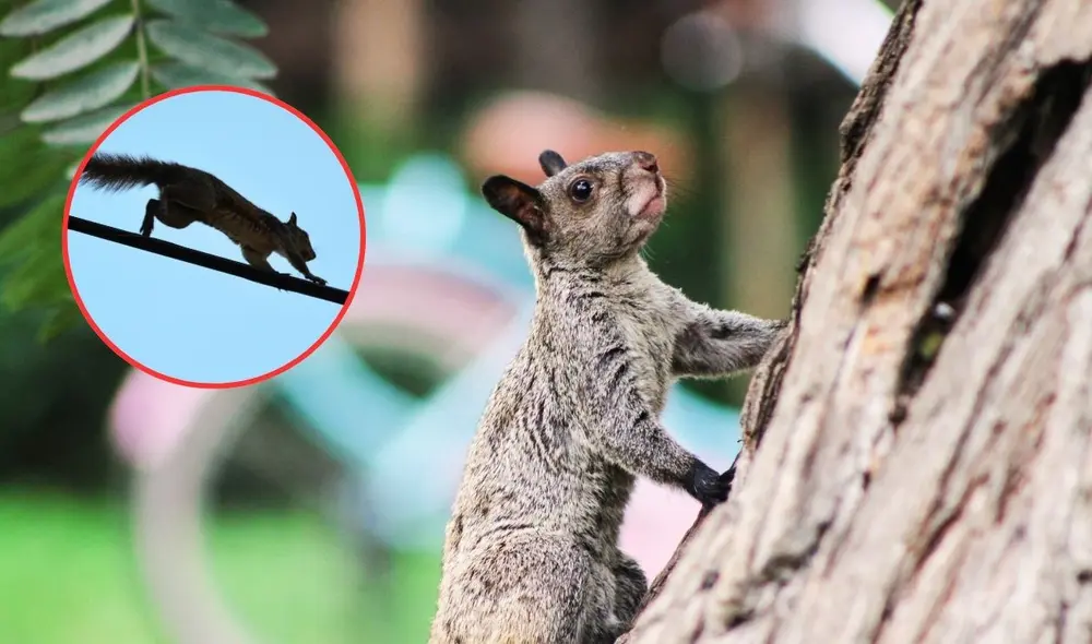 Las ardillas se han apoderado de ciertos parques en Lima. Foto:  Composición LR / Google.