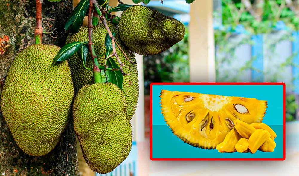 El cultivo y la cosecha de esta fruta es un proceso que refleja su conexión con las condiciones tropicales. Foto: Composición LR/Unsplash/Rtve. El cultivo y la cosecha de esta fruta es un proceso que refleja su conexión con las condiciones tropicales. Foto: Composición LR/Unsplash/Rtve.