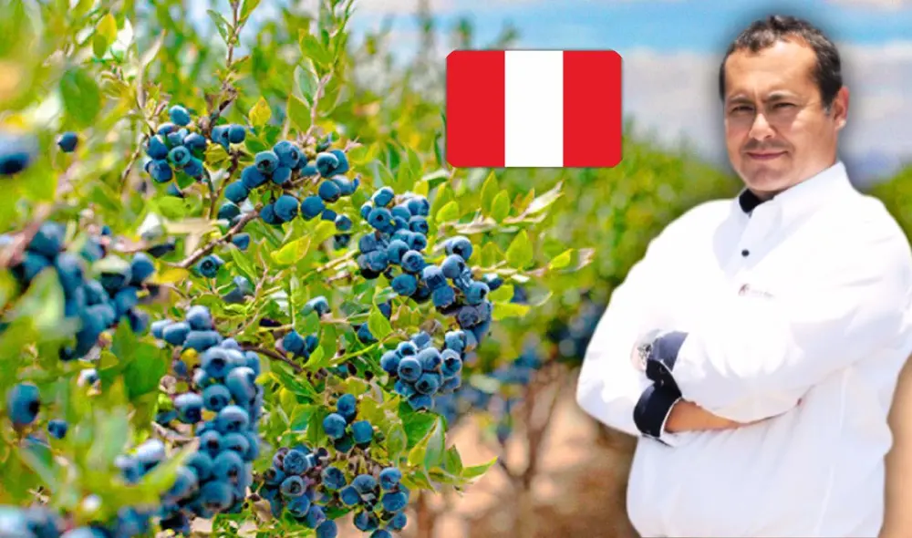 Los arándano tienen muchos beneficios para la salud. Foto: Composición LR / Agrofest Perú Los arándano tienen muchos beneficios para la salud. Foto: Composición LR / Agrofest Perú