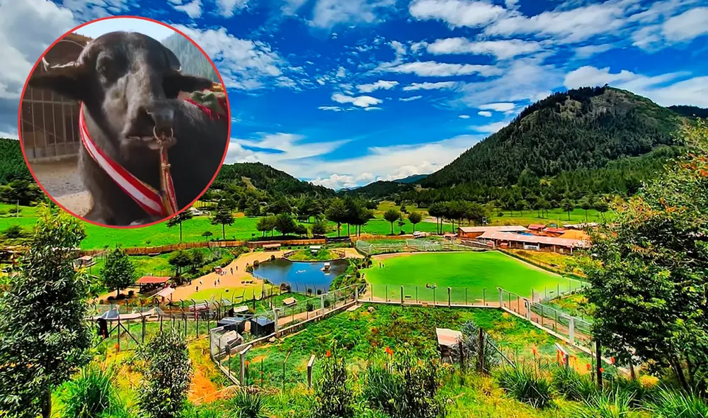 La Granja Porcón se encuentra a una hora de la ciudad de Cajamarca. Foto: composición LR/Twitter/Valicha/Latina Noticas La Granja Porcón se encuentra a una hora de la ciudad de Cajamarca. Foto: composición LR/Twitter/Valicha/Latina Noticas
