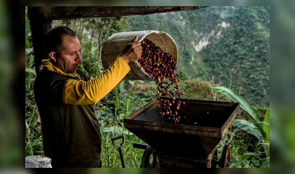 Brasil lidera la producción mundial de café con récord histórico en exportaciones. Foto: Cafés Moreno Brasil lidera la producción mundial de café con récord histórico en exportaciones. Foto: Cafés Moreno