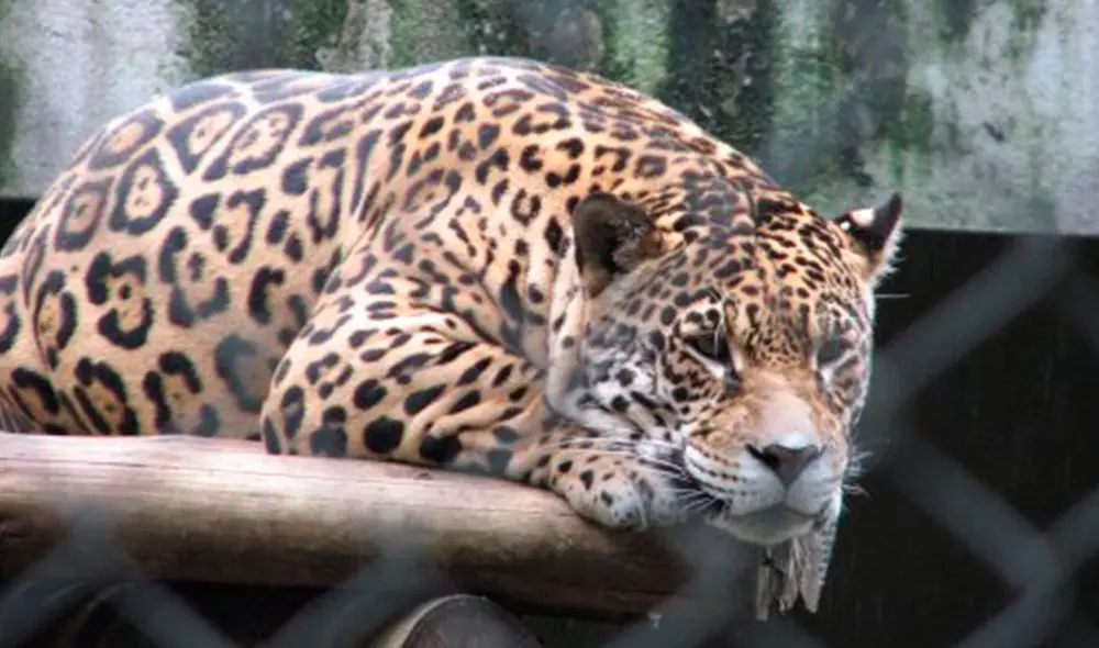 La reforma no se aplica a los 18 zoológicos privados que aún operan en este país. Foto: Tripadvisor. La reforma no se aplica a los 18 zoológicos privados que aún operan en este país. Foto: Tripadvisor.