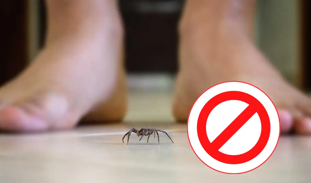 Los aracnidos cumplen un rol crucial en nuestros hogares, por lo que no deberías matarlos. Foto: composición LR/Revista de selecciones México Los aracnidos cumplen un rol crucial en nuestros hogares, por lo que no deberías matarlos. Foto: composición LR/Revista de selecciones México