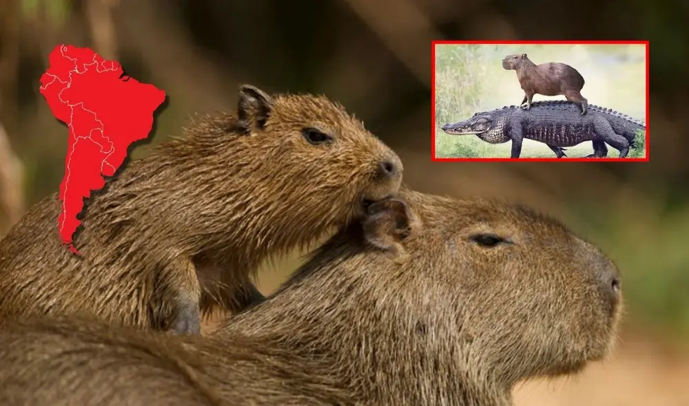 El capibara, famoso por su carácter sociable y tranquilo, es un símbolo de la biodiversidad sudamericana y uno de los animales más queridos a nivel mundial. Foto: composición LR