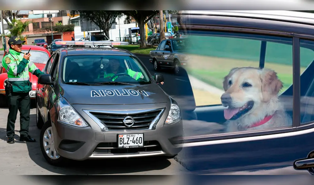 Proponen proyecto de ley para que policías puedan rescatar a animales atrapados en autos/Composición LR/Foto: Gob.pe Proponen proyecto de ley para que policías puedan rescatar a animales atrapados en autos/Composición LR/Foto: Gob.pe