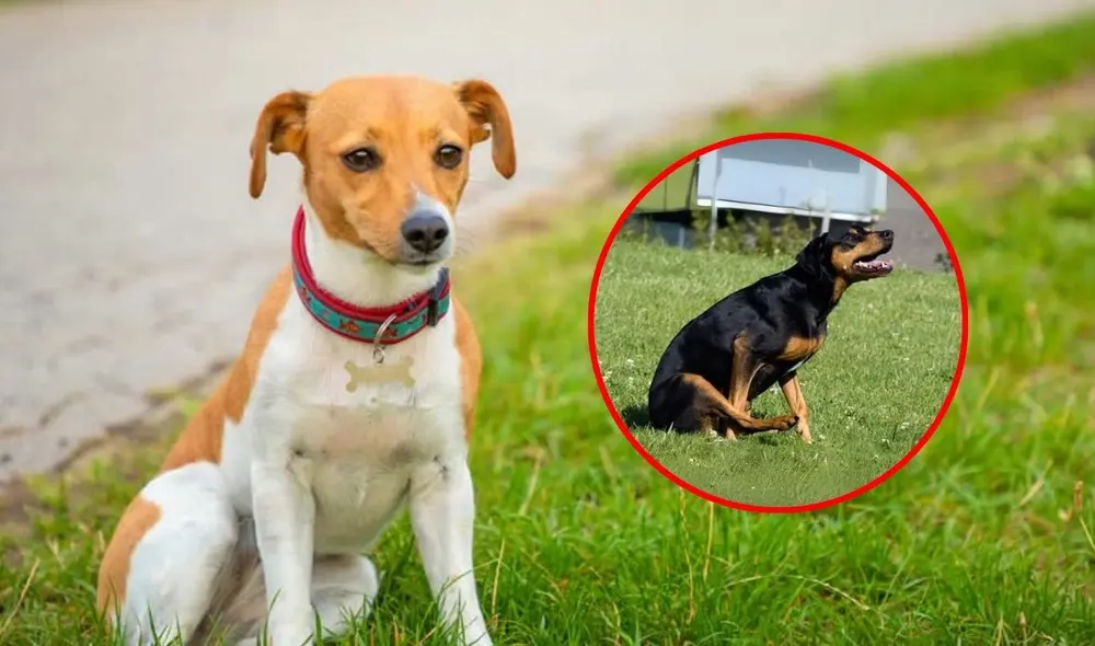 Los expertos recomiendan llevar a tu mascota al veterinario si muestra este comportamiento, para evitar complicaciones de salud que podrían afectar su bienestar. Foto: composición LR