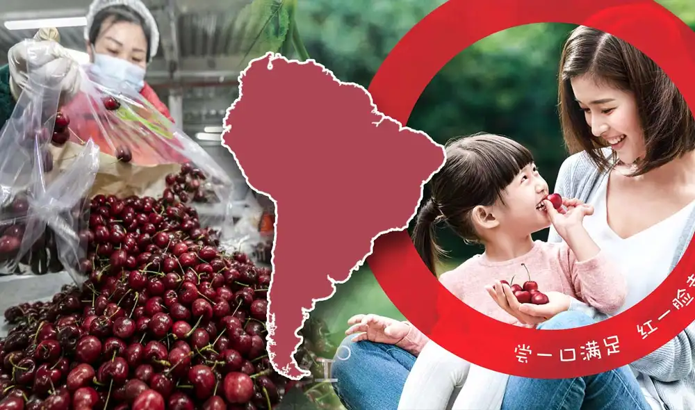 Con una demanda en aumento, las cerezas chilenas son un símbolo de prosperidad en China, destacándose por su calidad y su importancia. Foto: composición LR/IPA Effectiveness Awards/China Daily Con una demanda en aumento, las cerezas chilenas son un símbolo de prosperidad en China, destacándose por su calidad y su importancia. Foto: composición LR/IPA Effectiveness Awards/China Daily