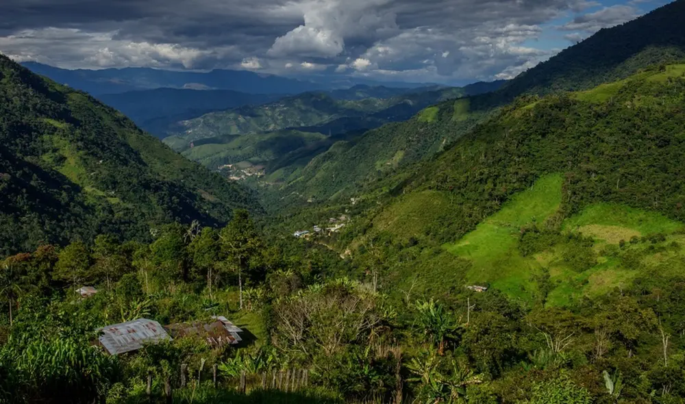 Los bosques montanos donde se hallaron las especies. Foto: Andean Forests